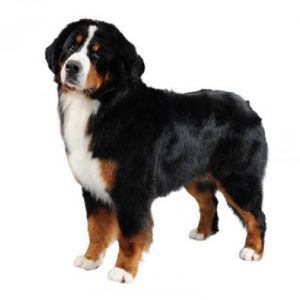 🐶 Pick Your Favorite Dog Breeds and We’ll Tell You Your Personality Bernese Mountain Dog