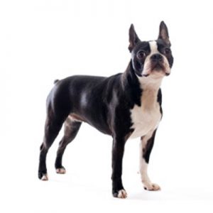 We Bet You Can’t Identify More Than 20/27 of These Dog Breeds 
