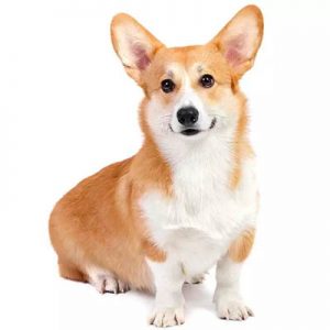 If You Want to Know the Number of 👶🏻 Kids You’ll Have, Choose Some 🐶 Dogs to Find Out Welsh Corgi