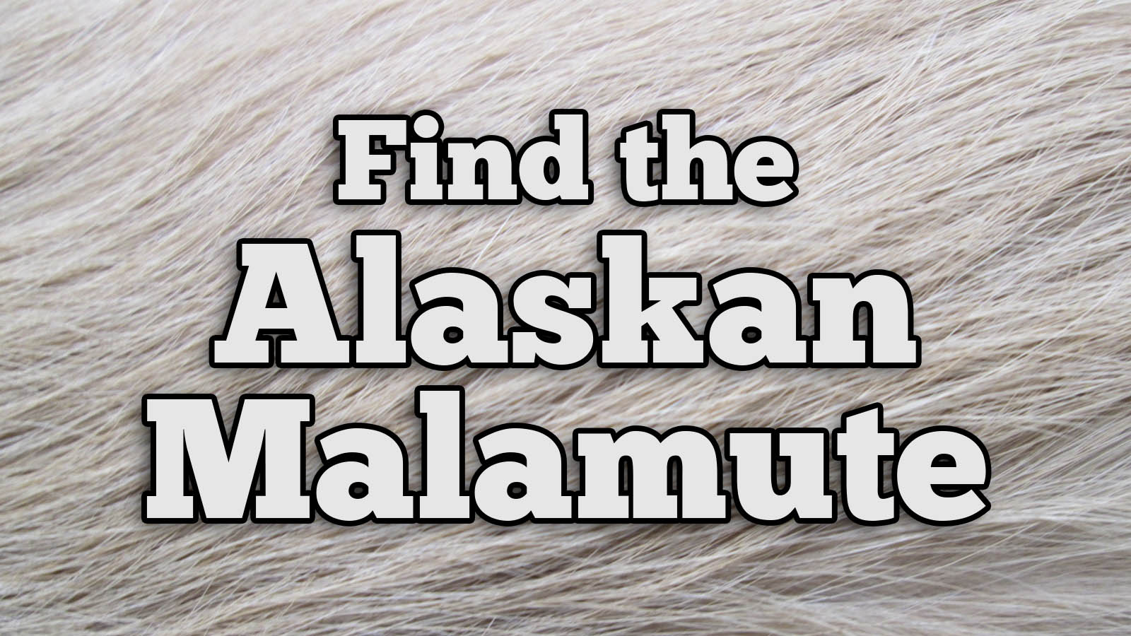 We Bet You Can’t Identify More Than 20/27 of These Dog Breeds Text Alaskan Malamute