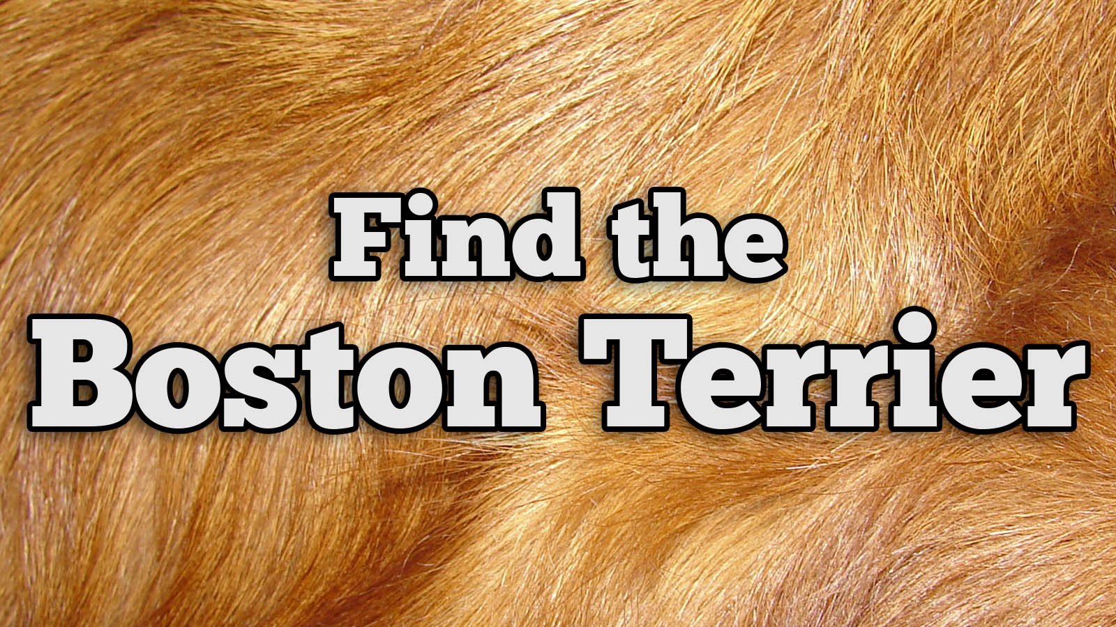 We Bet You Can’t Identify More Than 20/27 of These Dog Breeds Text Boston Terrier