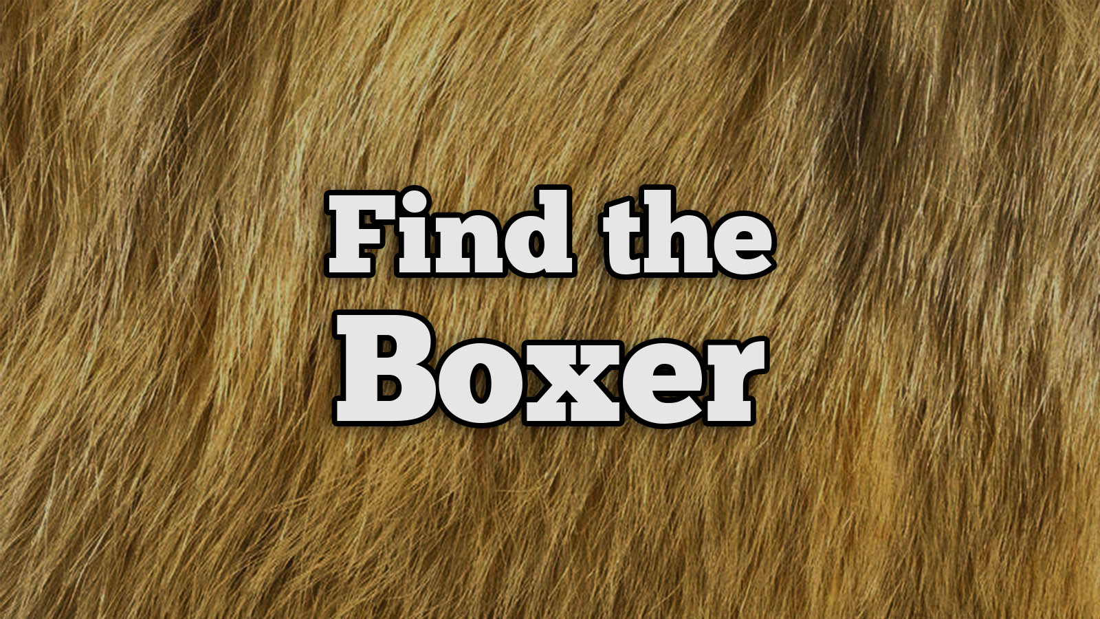 We Bet You Can’t Identify More Than 20/27 of These Dog Breeds Text Boxer
