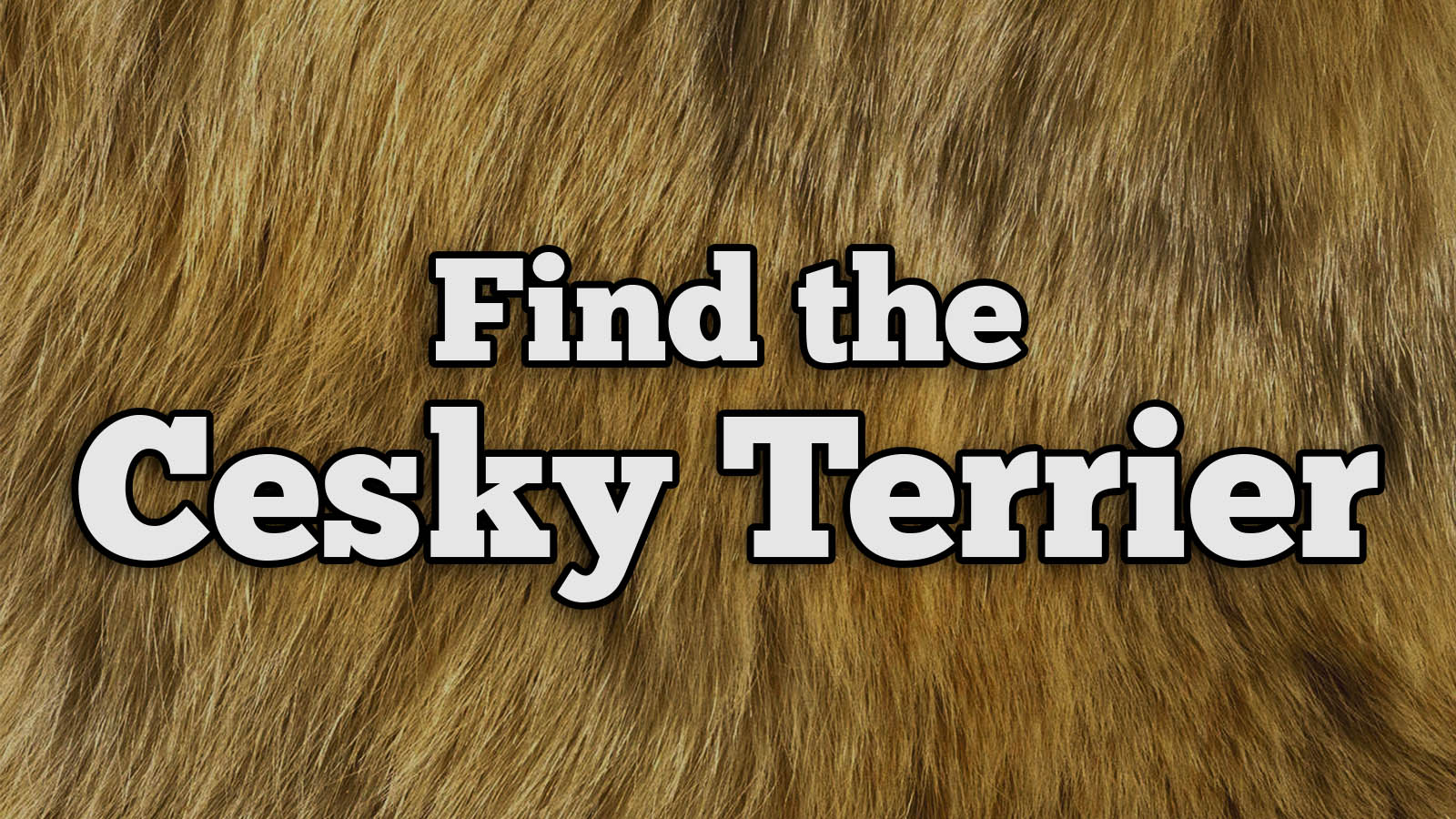 We Bet You Can’t Identify More Than 20/27 of These Dog Breeds Text Cesky Terrier