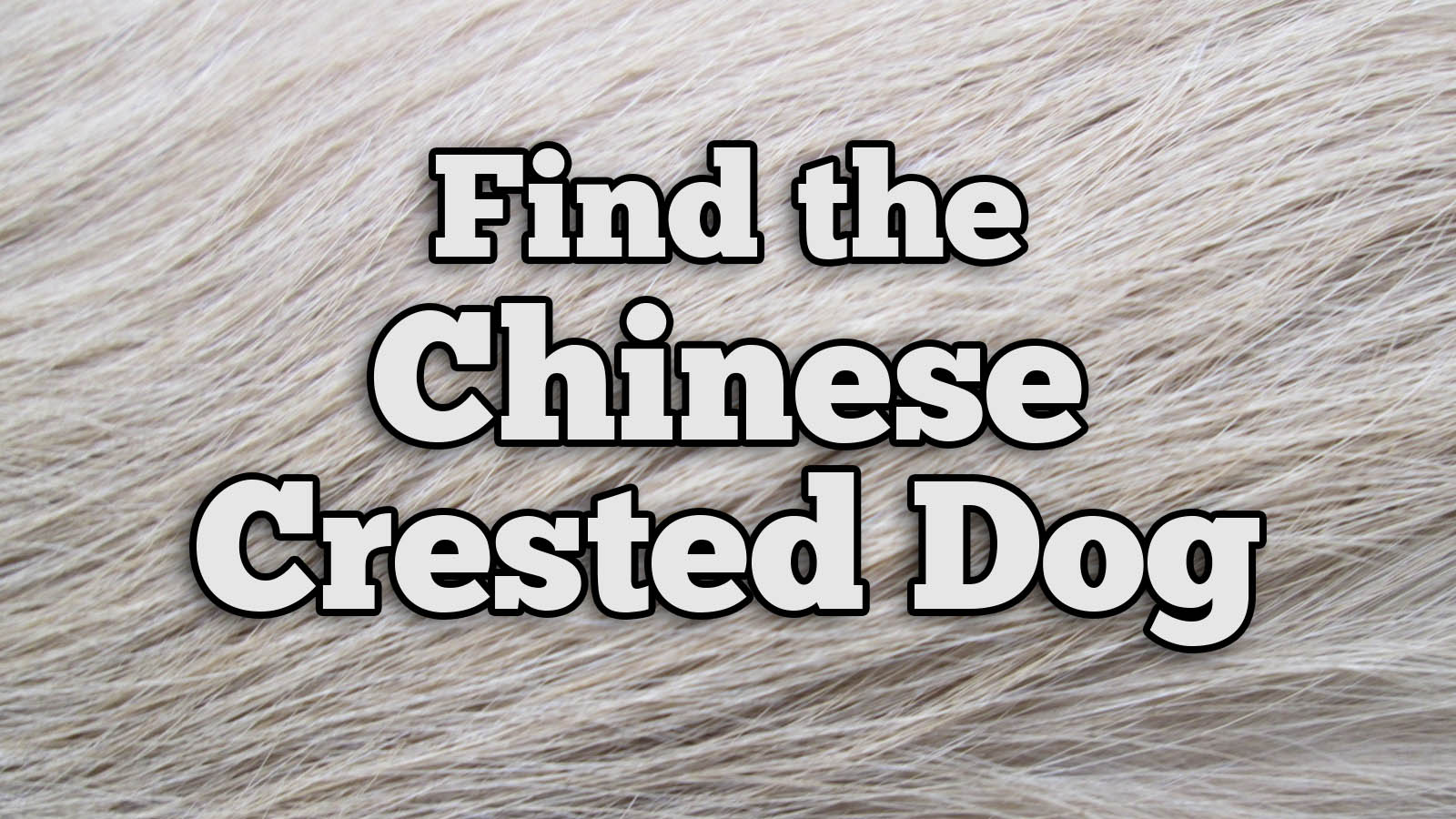 We Bet You Can’t Identify More Than 20/27 of These Dog Breeds Text Chinese Crested Dog