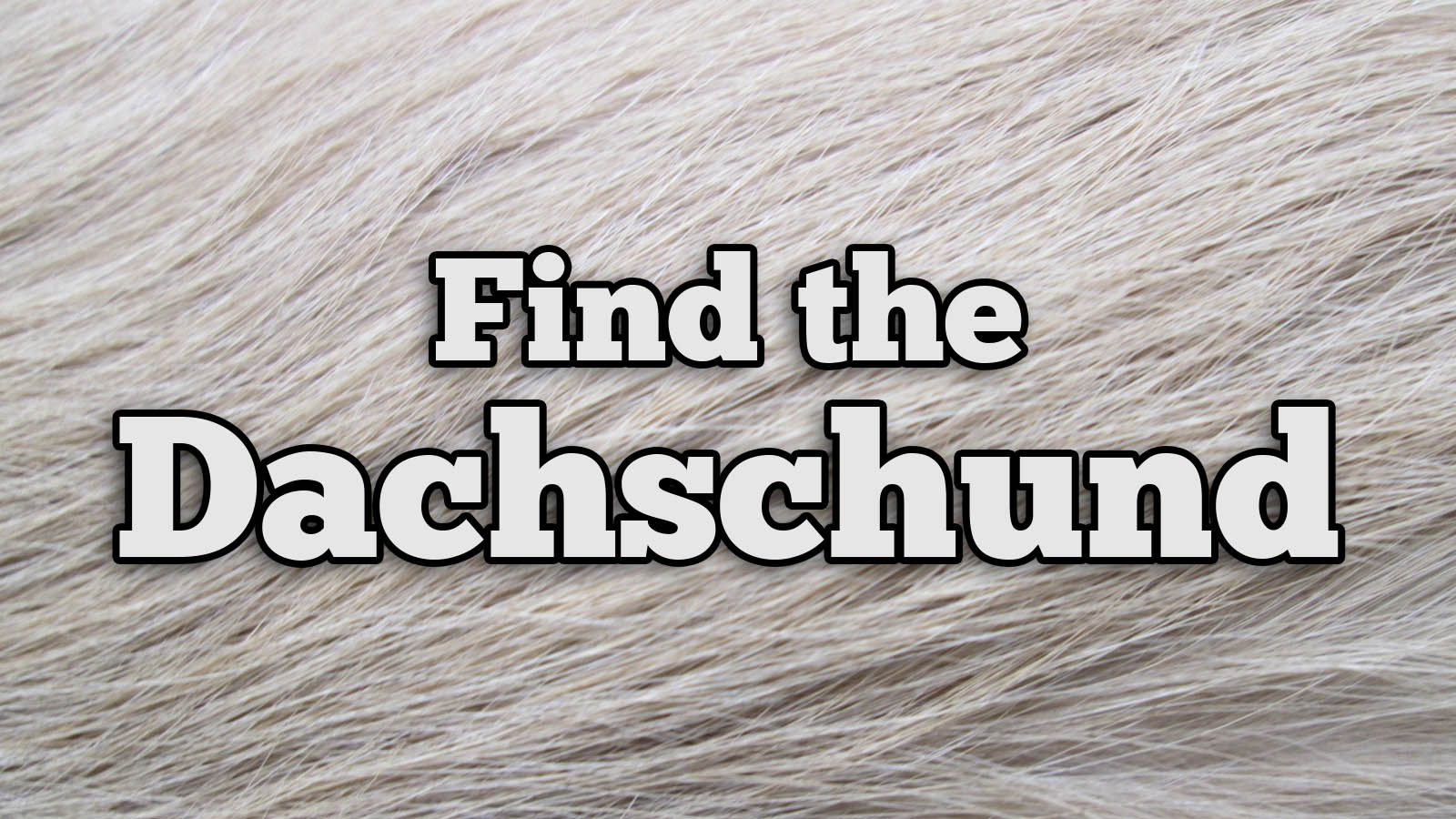We Bet You Can’t Identify More Than 20/27 of These Dog Breeds Text Dachschund