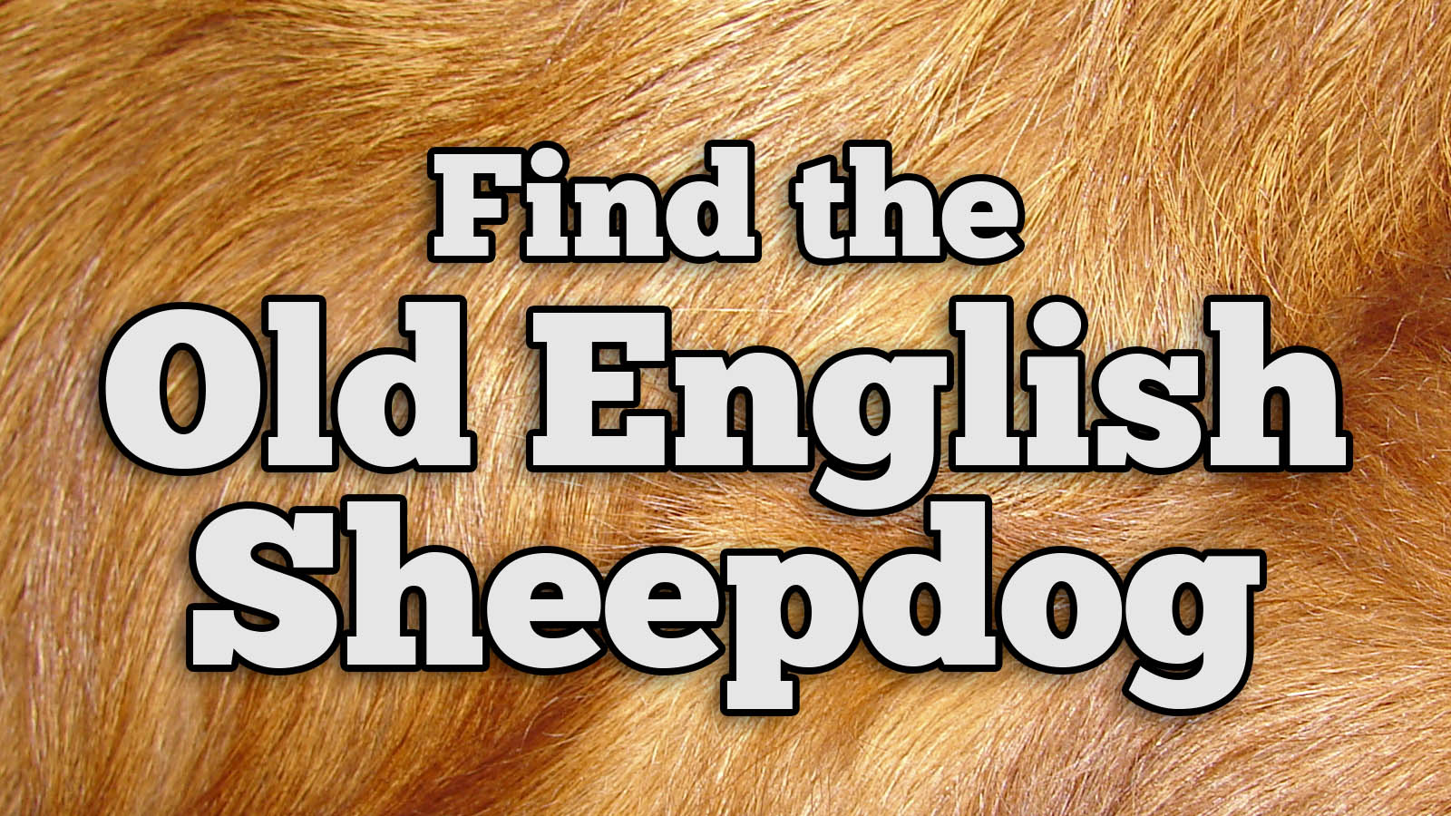 We Bet You Can’t Identify More Than 20/27 of These Dog Breeds Text Old English Sheepdog