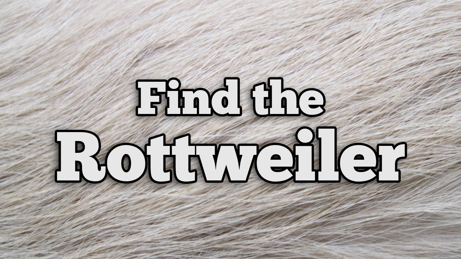 We Bet You Can’t Identify More Than 20/27 of These Dog Breeds Text Rottweiler