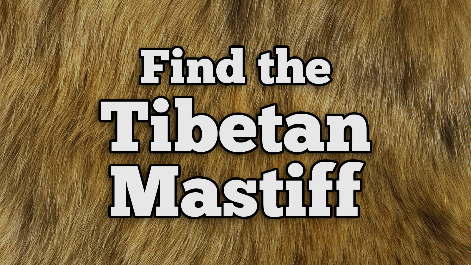 We Bet You Can’t Identify More Than 20/27 of These Dog Breeds Text Tibetan Mastiff
