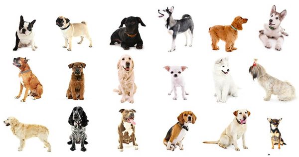 We Bet You Can’t Identify More Than 20/27 of These Dog Breeds