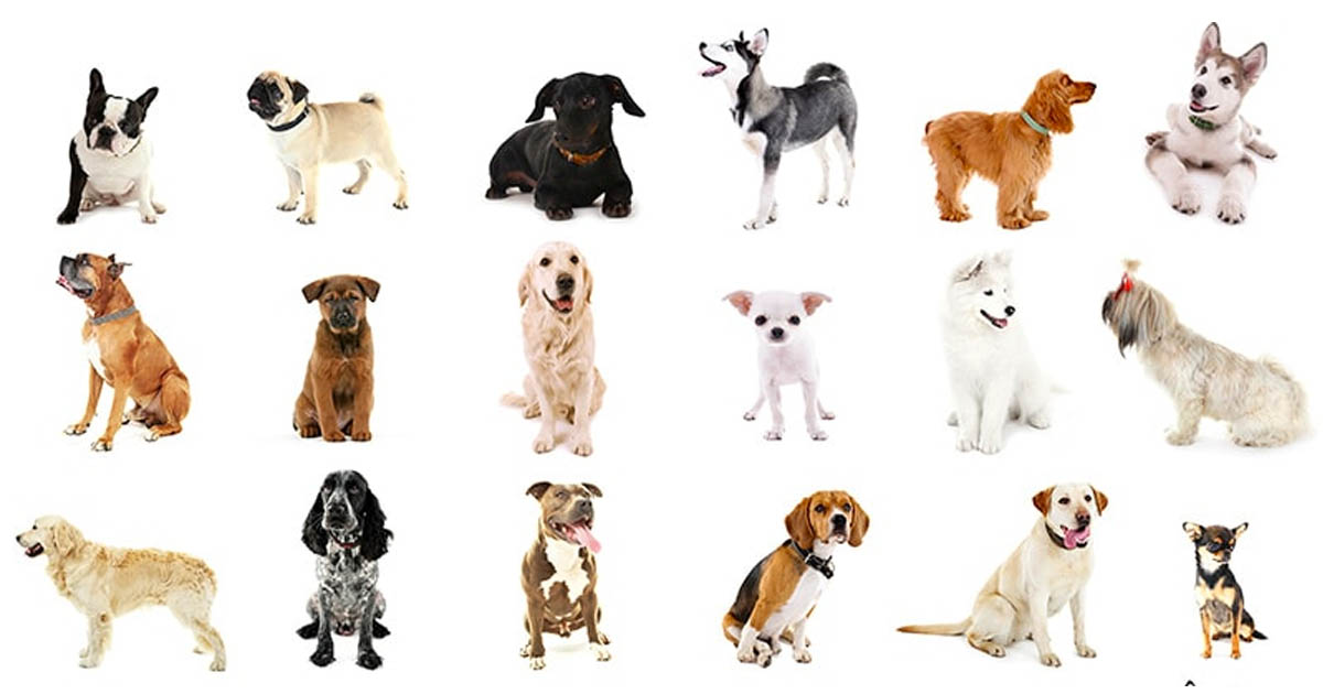 We Bet You Can T Identify More Than 20 27 Of These Dog Breeds