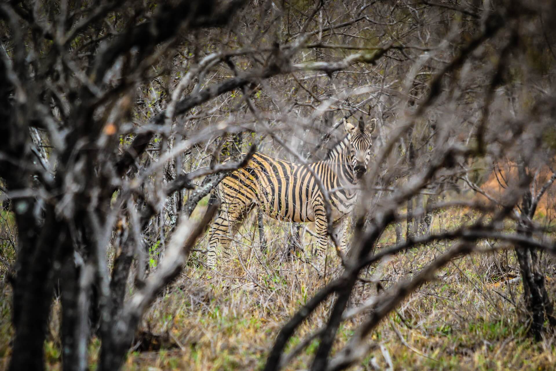 Most People Can’t Match 16/24 of These National Animals to Their Country on a Map – Can You? Zebra Camouflage