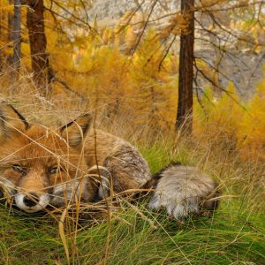 If You Can Get Over 12 On This General Knowledge Quiz, You're Possibly Smartest Person Ever Foxes