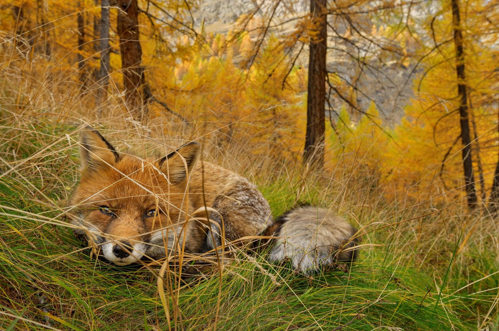 Evolution Quiz Red Fox Camouflage