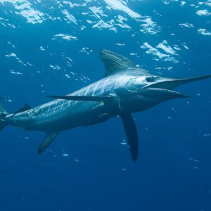 Second Largest Animals Marlin
