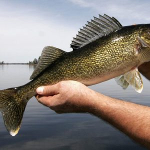 How Many of These Difficult “Jeopardy” Questions Can You Answer Correctly? What is Walleye?