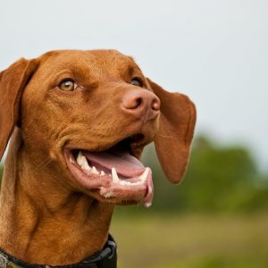 This Random Knowledge Quiz Is 20% Harder Than Most — Can You Pass It? Vizsla