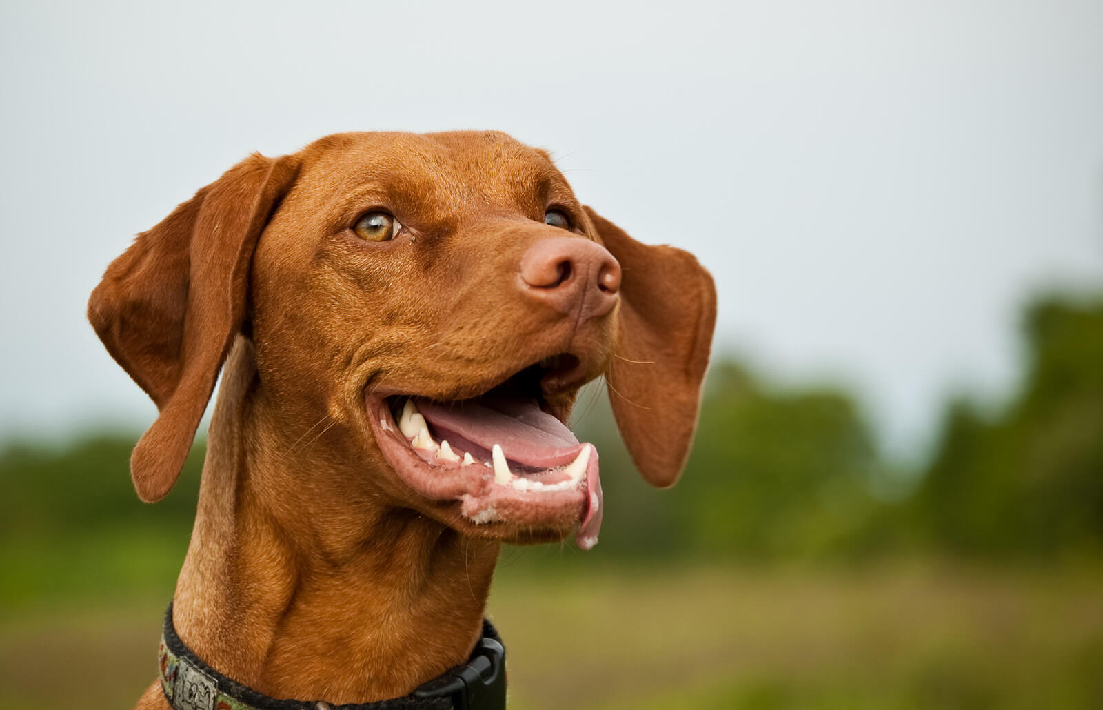 🐶 Pick Your Favorite Dog Breeds and We’ll Tell You Your Personality Vizsla
