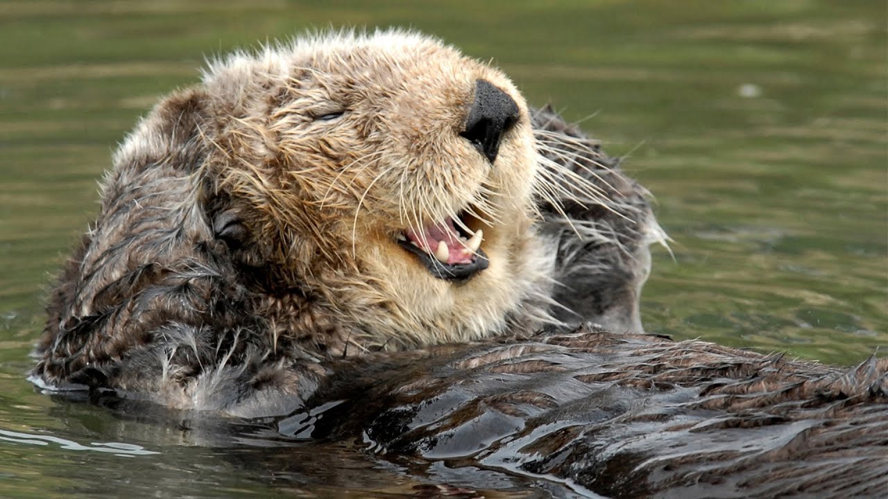 It’s Time to Chill and Try Your Hands at This Easy Mixed Knowledge Quiz sea otters