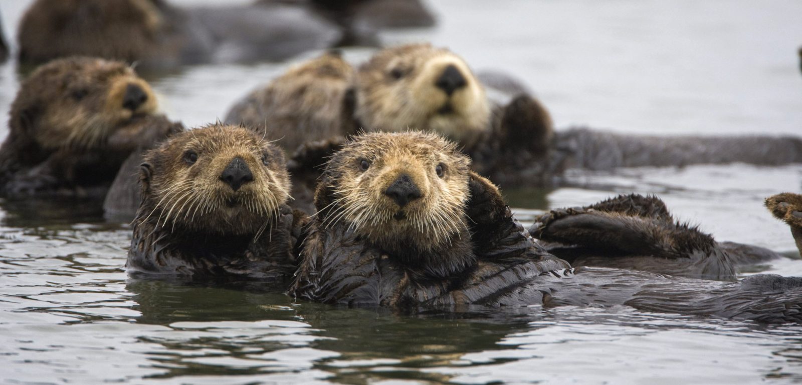 Even Wildlife Experts Can't Get Perfect Score on This Animal Quiz — Can You? Header Car Tire Otters