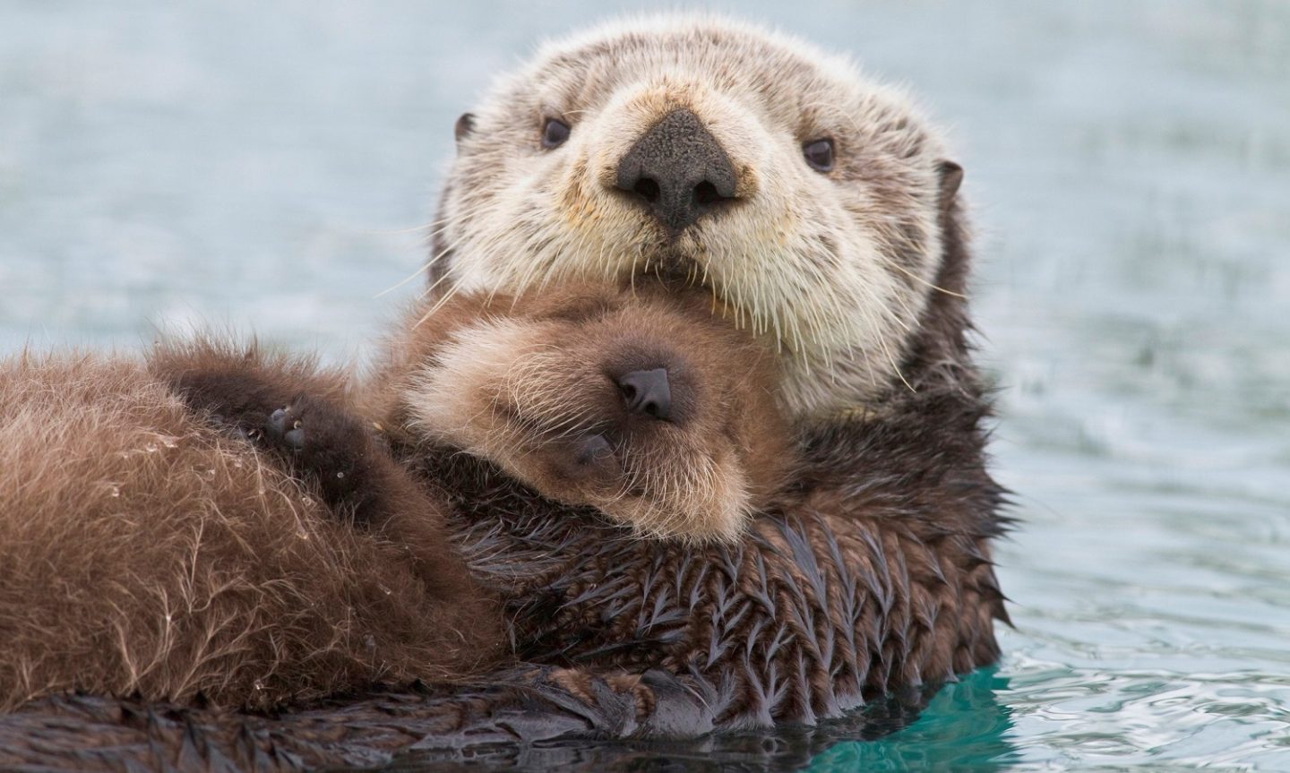 If You Can Pass This Random Knowledge Quiz, You Probably Know Too Much Sea Otters