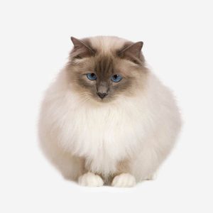 🐈 Most People Can’t Identify More Than 12/18 of These Cat Breeds — Can You? 