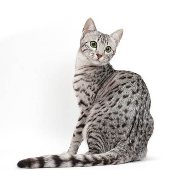 Exotic Cat Breeds Egyptian Mau Cat