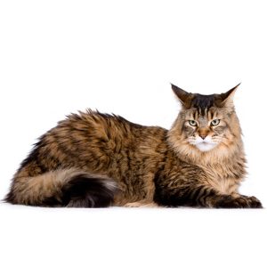 🐈 Most People Can’t Identify More Than 12/18 of These Cat Breeds — Can You? 