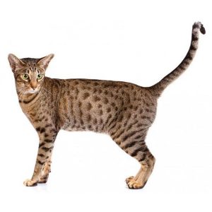 🐈 Most People Can't Identify More Than 12/18 Of These Cat Breeds — Can ...