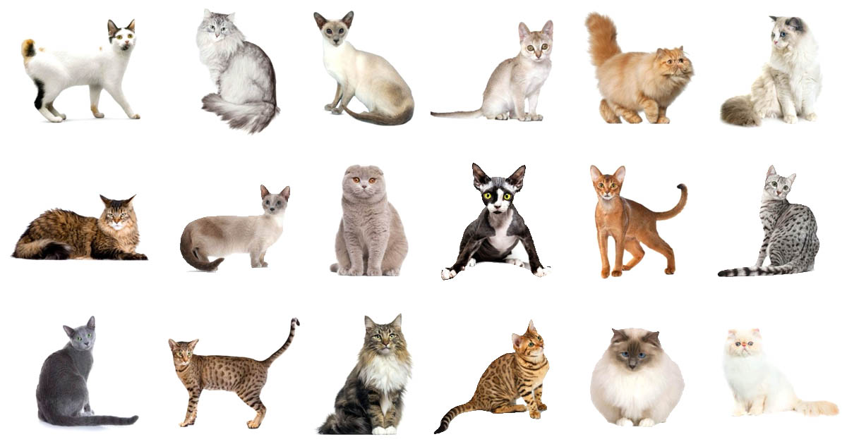 🐈 Most People Can’t Identify More Than 12/18 of These Cat Breeds — Can You?