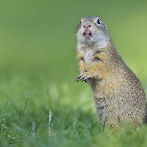 Can You Pass This “Jeopardy!” Trivia Quiz About Animals? What are gophers?
