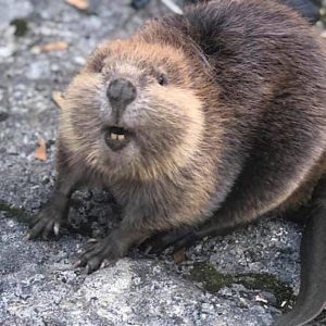 November Trivia Quiz Beaver