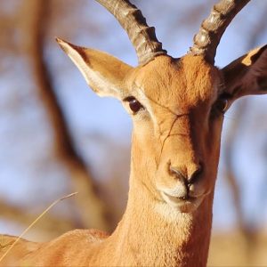 Can I Guess Zodiac Element By Team Of Animals You Build? Quiz Antelope