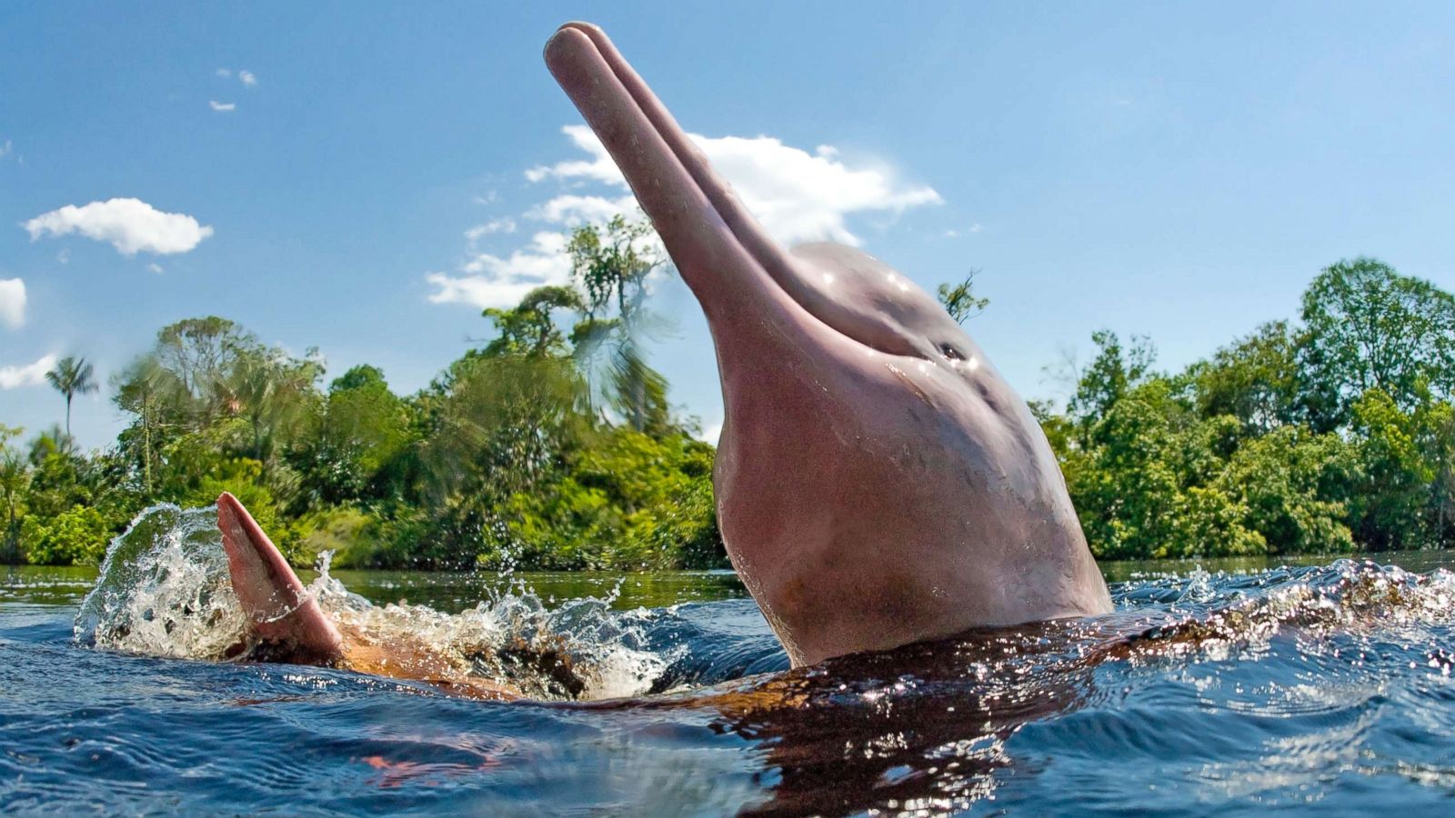If You Ace This General Knowledge Quiz, You May Be Too Smart Pink dolphin