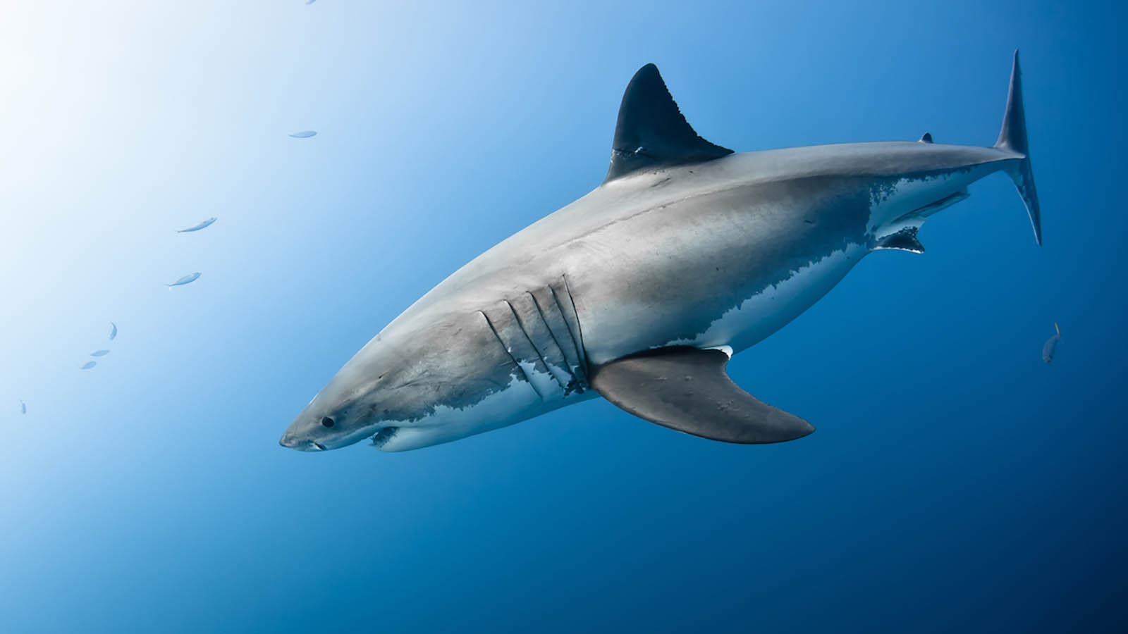 This General Knowledge Quiz Will Separate the Geniuses from the Pretenders Shark gills