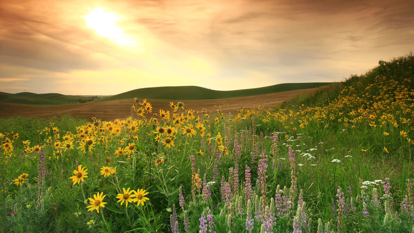 Can You Correctly Identify 100% Of These States by Their Nicknames? Grasslands Prairie Flowers