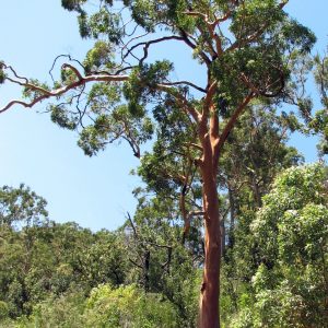 If You Can Ace This General Knowledge Quiz, You Know Average Angophora tree