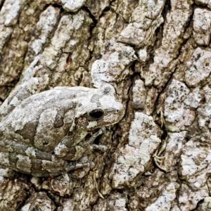 It’s OK If You Don’t Know Much About Science — Take This Quiz to Learn Something New Tree frog
