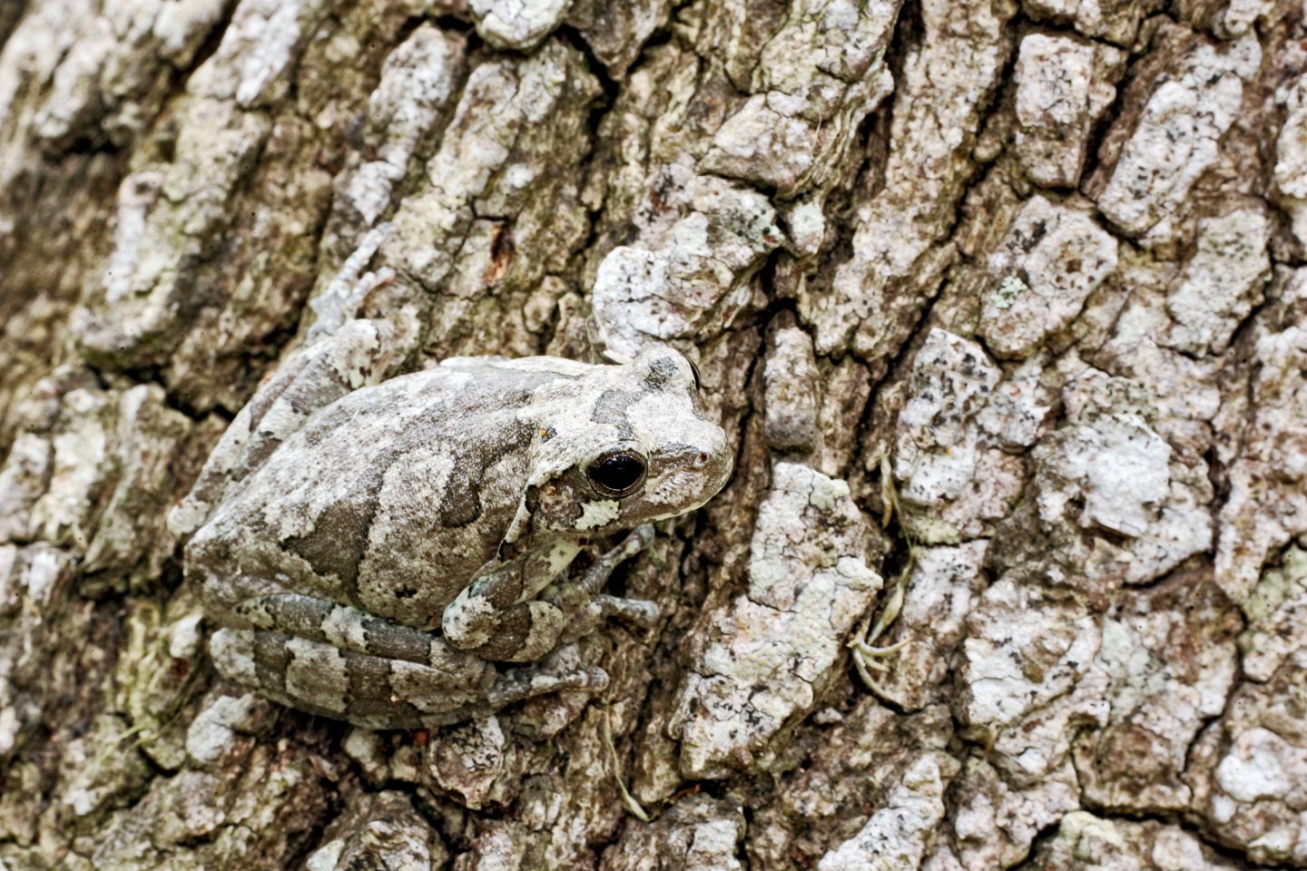 Half of the Population Can’t Pass This 🌍 Science Quiz With Flying Colors — Can You Do It? Camouflage Gray Tree Frog