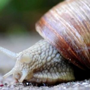 Can We Accurately Guess Your Zodiac Element Just by the Team of Animals You Build? Snail