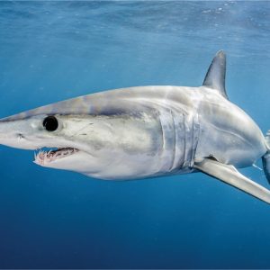 This General Knowledge Quiz Will Separate the Geniuses from the Pretenders Shortfin mako shark