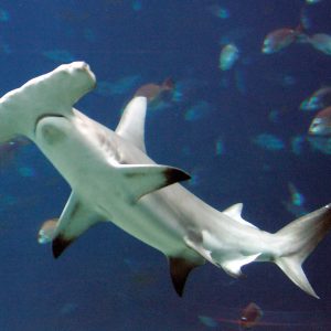This General Knowledge Quiz Will Separate the Geniuses from the Pretenders Hammerhead shark
