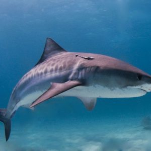 This General Knowledge Quiz Will Separate the Geniuses from the Pretenders Tiger shark