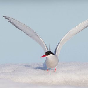 How Much Totally Random General Knowledge Do You Have? Arctic tern