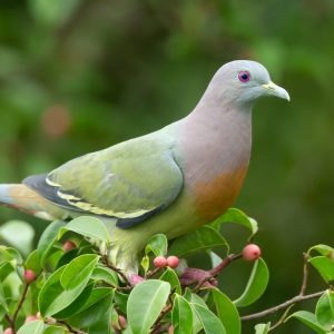 How Much Totally Random General Knowledge Do You Have? Columbidae