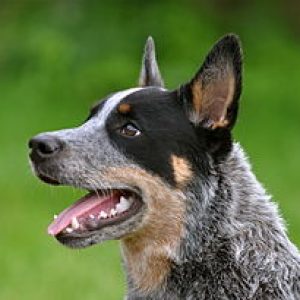 🐶 Pick Your Favorite Dog Breeds and We’ll Tell You Your Personality Australian Cattle Dog