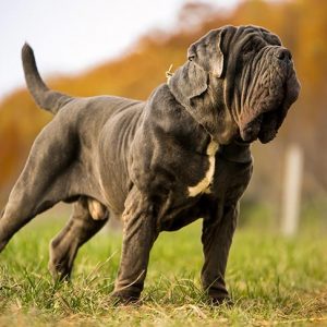 🐶 Pick Your Favorite Dog Breeds and We’ll Tell You Your Personality Neapolitan Mastiff