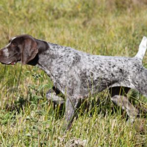 🐶 Pick Your Favorite Dog Breeds and We’ll Tell You Your Personality German Shorthaired Pointer