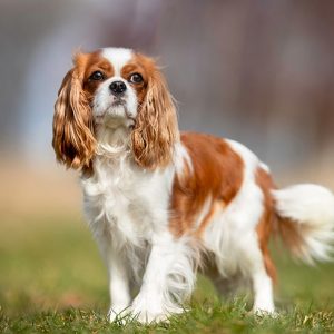 🐶 Pick Your Favorite Dog Breeds and We’ll Tell You Your Personality Cavalier King Charles Spaniel