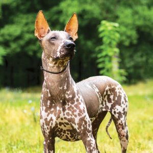 🐶 Pick Your Favorite Dog Breeds and We’ll Tell You Your Personality Xoloitzcuintle