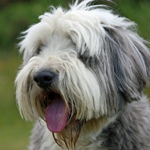🐶 Pick Your Favorite Dog Breeds and We’ll Tell You Your Personality Bearded Collie